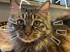 -碧云国际社区·晓园