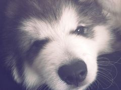 -1013 PET SHOP 宠物商店(近铁城市广场店)