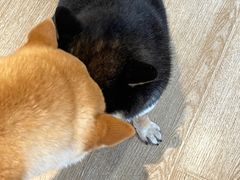 -南京Hallo宠物乐园·哈罗犬舍·柴犬繁育基地