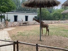 -北京野生动物园