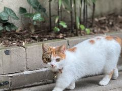 -谷咖啡·鲜花绿植花园餐厅