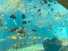 -海棠湾洲际-涛·海底餐厅·美人鱼·自助餐·海底隧道