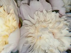 -武汉花鸟市场