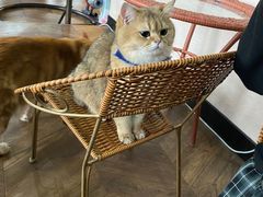 -蓝鲸·缅因猫舍