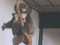 -费瑟代尔野生动物园