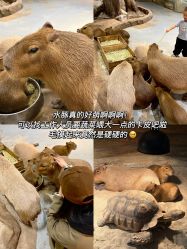 -Zoolung Zoolung动物主题公园(海信广场店)