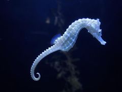 -上海海洋水族馆