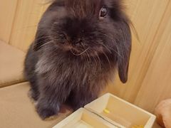 -猫猫幼稚园·撸猫·桌游·电玩