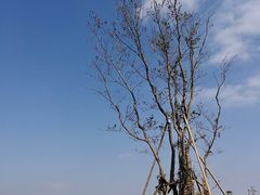 -春花秋色城市公园