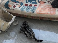-爱洗澡的猫(望京店)