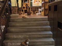 -more than meow吴止猫主题餐厅(承德 中船汇店)