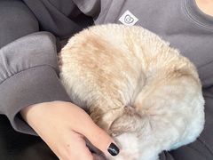 -琪喵猫屋·撸猫猫咖·猫舍