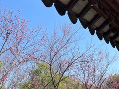 -八大山人梅湖景区