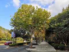 -上海市第一人民医院(松江南部)