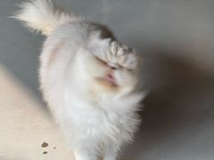 -豆逗聊愈猫阁Easy Life