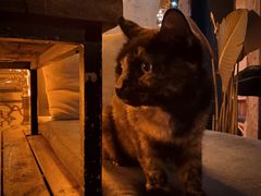 -Sirena海妖日咖夜酒