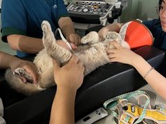 -乐派堂宠物医院·猫友好· 心脏科(东街店)