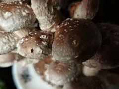 活体菌菇-捞王锅物料理(凯旋路店)