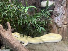 -上海大自然野生昆虫馆(东方明珠·爬宠昆虫探索中心)