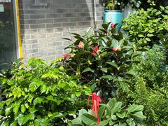 -平吉花卉市场