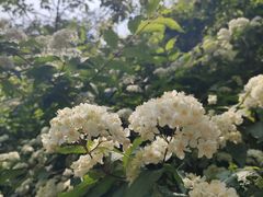 -香山公园