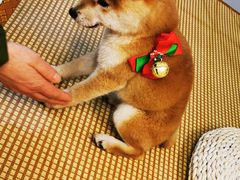 -柴迷FANS CLUB·柴犬狗咖·猫咖
