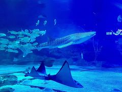 -烟台海昌鲸鲨海洋公园