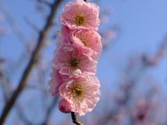 -梅花山(明孝陵内)