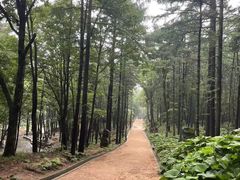 -洛阳白云山景区