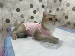 -宠爱国际动物医院·消化内科·心肾内科·ISFM猫友好(望京店)