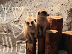 -Zoolung Zoolung动物主题公园(海信广场店)