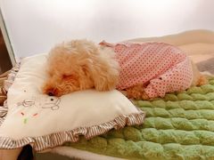 -爱侣宠医·鹦鹉专科·小型哺乳类·异宠专科(灵石路店)