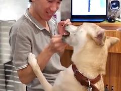 -PETKIT 小佩宠物·低压洗护·美容·寄养(安远店)