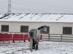 -北京群众马术培训基地