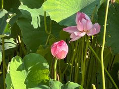 -野芷湖(地铁站)