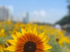 -海心沙亚运公园