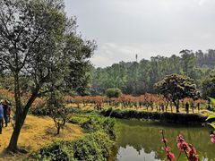 -南国桃园旅游度假区