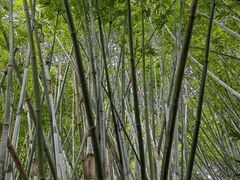 -深圳仙湖植物园