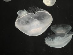 -大阪海游馆