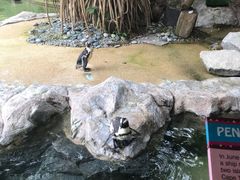 -新加坡飞禽公园