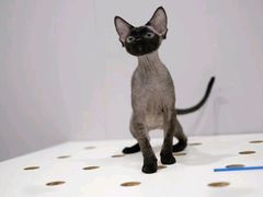-十年猫舍·猫咪专门店(普陀店)