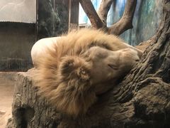 -清迈夜间动物园