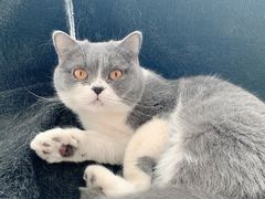 -我爱猫咪·猫咖·狗咖·安哥拉兔·羊驼咖(小寨华旗店)