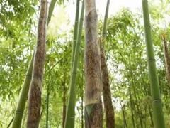 -竹泉村旅游度假区