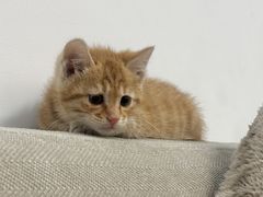 -四月宠物医院·猫专科·心脏专科·内科(转塘店)