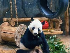 -深圳野生动物园