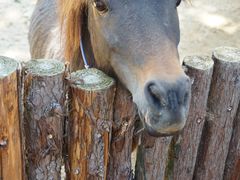 -泉州海丝野生动物世界