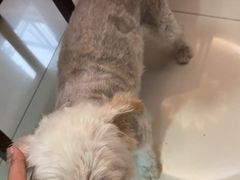 -贝康宠物医院·犬猫全科·小动物特色诊疗中心(东环路店)
