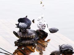 -南普陀寺