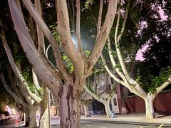 -阿五黄河大鲤鱼(纬三路店)